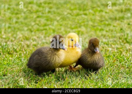 Piccole anatroccoli neonati che camminano sul cortile su erba verde. Anatroccolo giallo carino che corre su campo prato in giornata di sole. Foto Stock