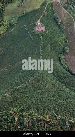 Drone colpo di collina coperto di verde foresta tropicale che sale. Foto Stock
