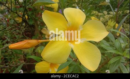 un bel fiore giallo fresco di allamanda Foto Stock