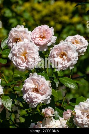 Rose bianche sul ramo in giardino Foto Stock