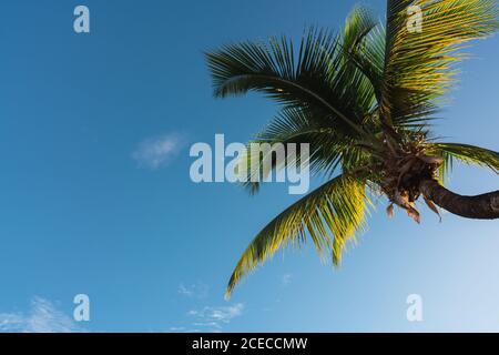 Da sotto colpo di verde palma contro cielo blu in luce del sole, Panama Foto Stock