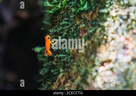 Primo piano di una piccola rana esotica arancione sulla roccia umida sopravuta, Panama Foto Stock