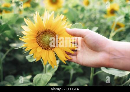 Primo piano della mano della donna che tocca bella girasole giallo fioritura nel campo Foto Stock