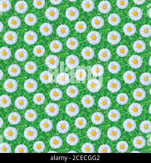 Modello fiore daysy Illustrazione Vettoriale