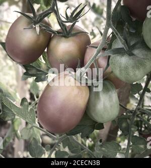 Pomodori maturi sui rami di una bussola. Foto Stock