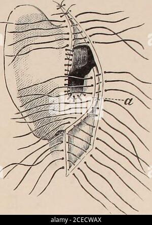 . Lehrbuch der Ohrenheilkunde für Ärzte und Studirende. Fig. 3. Fig. 4. Foto Stock