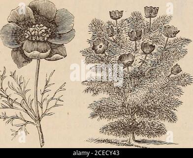 . Guida floreale di Vick. Le Abronie sono piante da trailingplants, con rami di prostrato di diversi piedi di lunghezza, e recanti grappoli di fiori dolci profumati. Le piante e i fiori sono molto muchlike la Verbena. Sono nativi della California, e li abbiamo visti crescere abbondantemente. I nostri clienti riferiscono il più grande successo la seconda estate, rombi di semi di rana è caduto dalle piante dell'anno precedente.Abronia umblellata, lilla rosata, occhio bianco, ... 10 arenaria, gialla, 20 ACONIS.. Le due migliori varietà annuali di Adonis sono Autum-nalis e TEstivalis, talvolta chiamati fagiani Eyeand Flos Adonis. Il fogliame Foto Stock