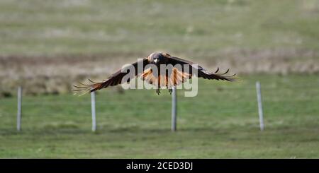 Flying Striated Caracara (Phalcoboenus australis), grave Cove, West Falkland Island, Falkland Islands, British Overseas Territory Foto Stock