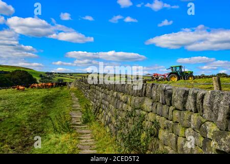 Mucche in campo, Colden, Pennines, Yorkshire Foto Stock