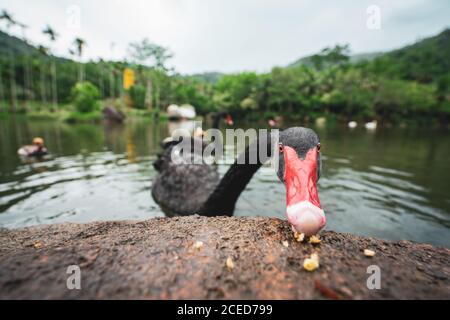 Primo piano di bel cigno nero con trattamento del becco rosso Dalla pietra mentre galleggia sul lago nella foresta pluviale tropicale di Yanoda Foto Stock