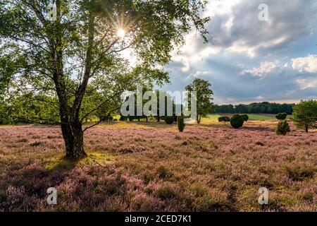 Höpener Heath, fiore di erica del Besenheide, nella riserva naturale Lüneburger Heide, bassa Sassonia, Germania, Foto Stock