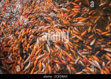 Un mucchio di pesci in acqua che si nutra con fame Foto Stock