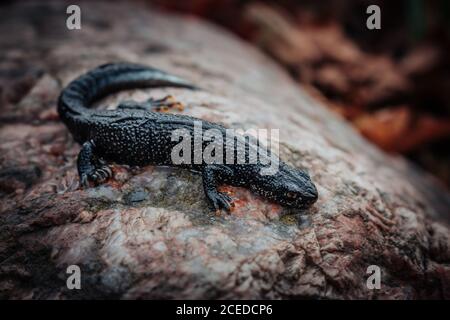 Nero newt seduto su una pietra rosa. Primavera. Messa a fuoco selettiva. Foto Stock