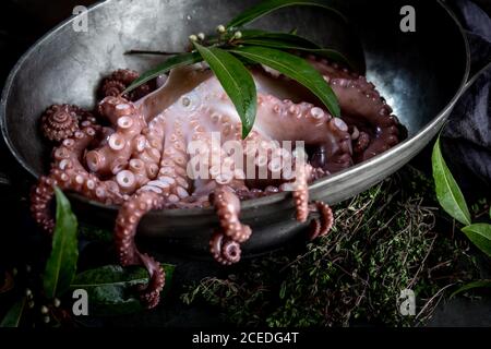 Tentacoli freschi di polpo con erbe aromatiche giacenti in una ciotola di metallo in cucina Foto Stock
