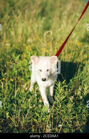 Carino cucciolo bianco a piedi sul guinzaglio rosso nel parco estivo. Adorabile cucciolo soffice esplorando il mondo, in piedi in prato tra l'erba in calda luce del sole. Ad Foto Stock