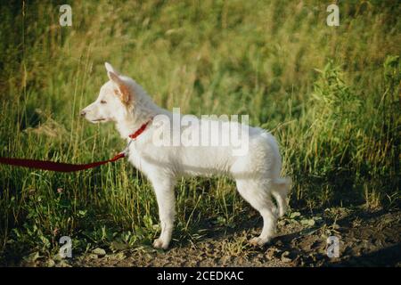 Carino cucciolo bianco a piedi sul guinzaglio rosso nel parco estivo. Adorabile cucciolo soffice esplorando il mondo, in piedi in prato tra l'erba in calda luce del sole. Ad Foto Stock