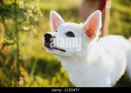 Carino cucciolo bianco con occhi dall'aspetto dolce che camminano sul guinzaglio rosso nel parco estivo. Adorabile cucciolo soffice esplorando il mondo, in piedi in prato tra l'erba. R Foto Stock