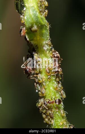Piccole formiche nere (Lasius niger) e afidi, giardino del Sussex, Regno Unito Foto Stock