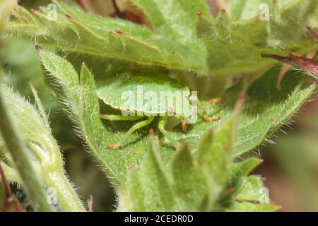 Comune schermo verde (Palomena prasina) Sussex giardino, Regno Unito Foto Stock