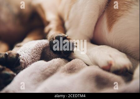 zoccoli di due bellissimi cuccioli addormentati Foto Stock