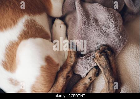 zoccoli di due bellissimi cuccioli addormentati Foto Stock