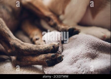 zoccoli di due bellissimi cuccioli addormentati Foto Stock