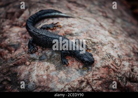 Nero newt seduto su una pietra rosa. Primavera. Messa a fuoco selettiva. Foto Stock