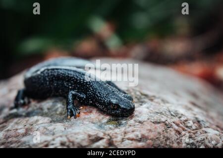 Nero newt seduto su una pietra rosa. Primavera. Messa a fuoco selettiva. Foto Stock