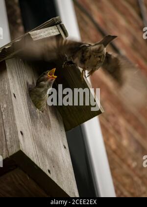 Casa Sparrow che alimenta i bambini Foto Stock