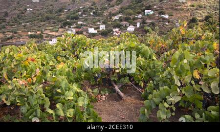 Viticoltura Gran Canaria - viticoltura Vitis vinifera, con uve mature nel comune di San Mateo Foto Stock