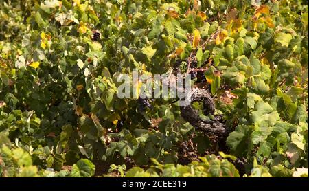 Viticoltura Gran Canaria - viticoltura Vitis vinifera, con uve mature nel comune di San Mateo Foto Stock