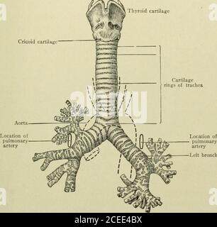 . Testo-libro di anatomia e fisiologia per infermieri. Il muscolo tracheale. Il muscolo tracheale per azione delle sue fibre, varia la dimensione della tracheae rende il tubo morbido dove l'esofago si trova accanto ad esso. La trachea si divide in due rami chiamati bronchi. Il bronco diritto è lungo un pollice; la sinistra è lunga due pollici. (Passa sotto l'arco dell'aorta.) I bronchi si dividono in rami detti bronchiali che suddividono ancora e ancora fino ai tubi più piccoli, chiamati bronchioli^ I TUBI BRONCMAL. 205 sono formati. Questi portano agli spazi chiamati alveoli, e alla cellulatosadrata d'aria Foto Stock