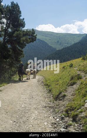 Indietro vista dei turisti che cavalcano cavalli su strada stretta in montagne verdi dei Pirenei alla luce del sole, Spagna Foto Stock