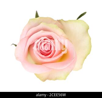 Insolita rosa con petali verdi esterni e centro rosa Foto Stock