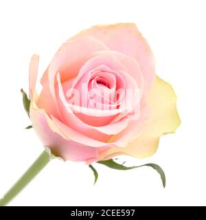 Insolita rosa con petali verdi esterni e centro rosa Foto Stock