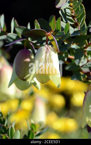 Grandi fiori di campana drupi del nativo australiano Pimelia phyodes, famiglia Thymelaeaceae. Nome comune è la campana Qualup. Endemico dell'Australia occidentale Foto Stock