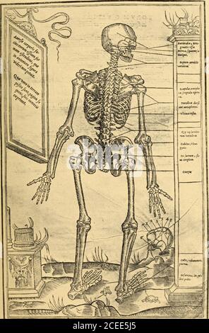 . Operazioni dell'Associazione chirurgica e Ginecologica del Sud. Fig. 7.-Woodcut di De Humani Corporis Fabrica, Vesalius, 1543.. Fig. 8.- Woodcut di De Dissectione Partium Corporis Humani, Stephanus (Estienne), 1545. Foto Stock