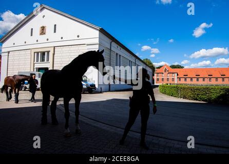 Hannover, Germania. 01 settembre 2020. Marina Franke dalla squadra di equitazione della polizia Hanoveriana conduce l'Escorial Hanoveriana allo Stud celle di Stato. Le scuderie del Reiterstaffel di Hannover, di 150 anni, devono essere rinnovate. I 32 cavalli di servizio sono attualmente temporaneamente alloggiati presso il celle state Stud Credit: Julian Stratenschulte/dpa/Alamy Live News Foto Stock