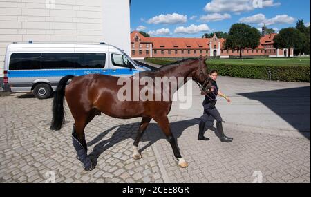 Hannover, Germania. 01 settembre 2020. Marina Franke dalla squadra di equitazione della polizia Hanoveriana conduce l'Escorial Hanoveriana allo Stud celle di Stato. Le scuderie del Reiterstaffel di Hannover, di 150 anni, devono essere rinnovate. I 32 cavalli di servizio sono attualmente temporaneamente alloggiati presso il celle state Stud Credit: Julian Stratenschulte/dpa/Alamy Live News Foto Stock