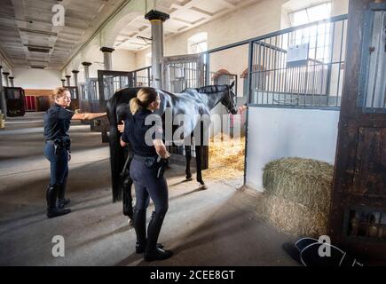 Hannover, Germania. 01 settembre 2020. Le poliziotti della squadra di equitazione della polizia Hanoveriana guidano un cavallo in una scatola allo Stud di Stato a celle. Le scuderie del Riding Squadron di Hannover, di 150 anni, devono essere rinnovate. I 32 cavalli di servizio saranno ora temporaneamente alloggiati presso il celle state Stud Credit: Julian Stratenschulte/dpa/Alamy Live News Foto Stock