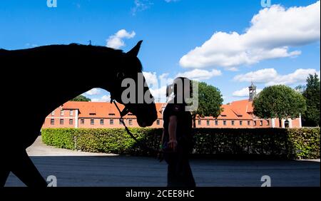 Hannover, Germania. 01 settembre 2020. Marina Franke dalla squadra di equitazione della polizia Hanoveriana conduce l'Escorial Hanoveriana allo Stud celle di Stato. Le scuderie del Reiterstaffel di Hannover, di 150 anni, devono essere rinnovate. I 32 cavalli di servizio sono attualmente temporaneamente alloggiati presso il celle state Stud Credit: Julian Stratenschulte/dpa/Alamy Live News Foto Stock