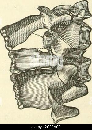 . Scienza popolare mensile. L'ENERGIA DELL'EVOLUZIONE DELLA VITA: 795 meno intero ; e l'ossificazione della sua guaina e sostanza è diriddown nei tre segmenti ah-eady descritti. I due segmenti visibili da un lato della colonna formano due bordi con le loro apici insieme, e le loro basi uno verso l'alto e l'altro verso il basso. Ora, se una persona che indossa un cappotto di mate-rial piuttosto spesso esaminerà le pieghe della sua manica come si arcuano i)rotuced sul lato interno del suo braccio, vedrà una figura quasi come quella dei segg-ments della colonna vertebrale descritta. Le pieghe corrisponderanno alle suture, e Th Foto Stock