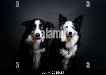 Due pelliccia Border Collies fissando la fotocamera mentre è seduto su uno sfondo grigio insieme Foto Stock