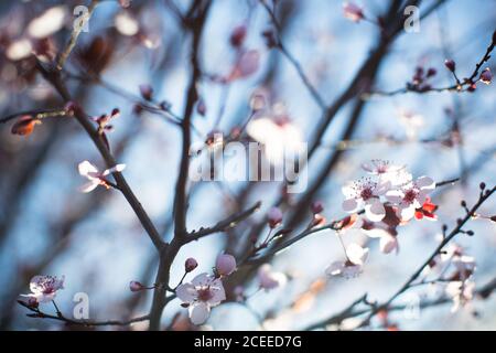 Primo piano rami sottili con piccoli fiori rosa su sfondo blu. Foto Stock
