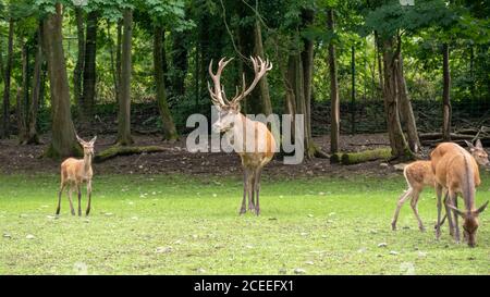 Maestoso daino nel mezzo della mandria Foto Stock