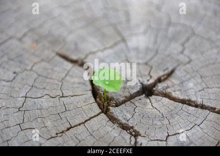 Un forte seedling che cresce nel tronco centrale di ceppi tagliati. Concetto di albero di supporto costruire un futuro focalizzato sulla nuova vita , vista dall'alto Foto Stock