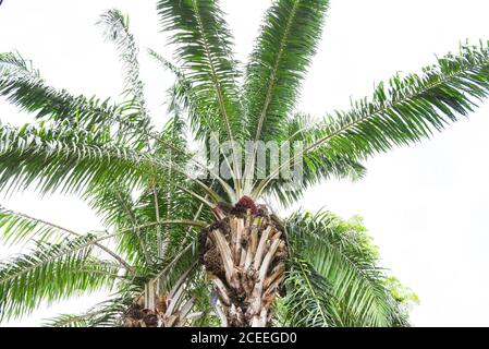 Olio di frutta di palma sulla palma nel giardino agricolo asia Foto Stock