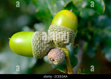 primo piano di ghiande verdi su querce in bosco, norfolk, inghilterra Foto Stock