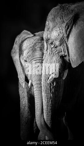 Primo piano su elefanti africani (Loxodonta africana). Madre e polpaccio si legano insieme, mostrando affetto, toccando tronchi. Fotografia di animali in bianco e nero. Foto Stock