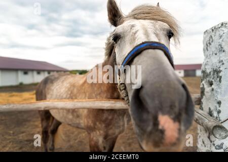 Primo piano divertente bizzarro bello triste solo un cavallo ritratto pascolo in paddock con antico rustico vinaggio recinto in legno confine a. fattoria di campagna Foto Stock
